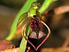 Chiloglottis reflexa - Autumn Bird Orchid.jpg